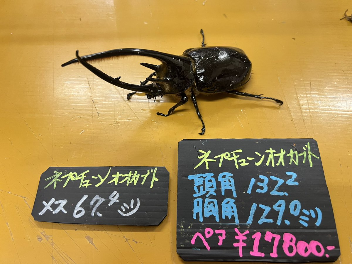 ブラッキー　クワカブ専門店 tweet media