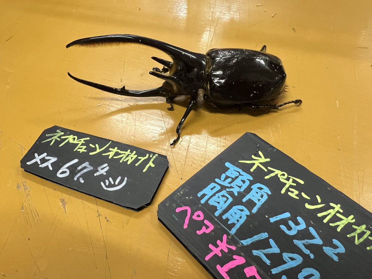 ブラッキー　クワカブ専門店 tweet media