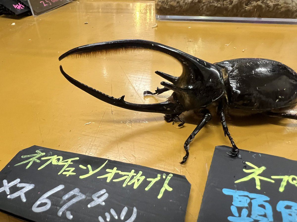 ブラッキー　クワカブ専門店 tweet media