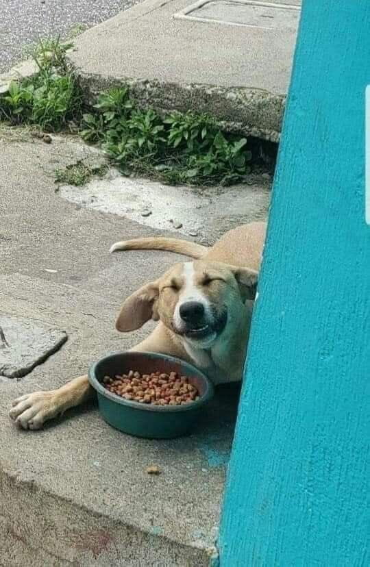 everything dogs 🐶 tweet media