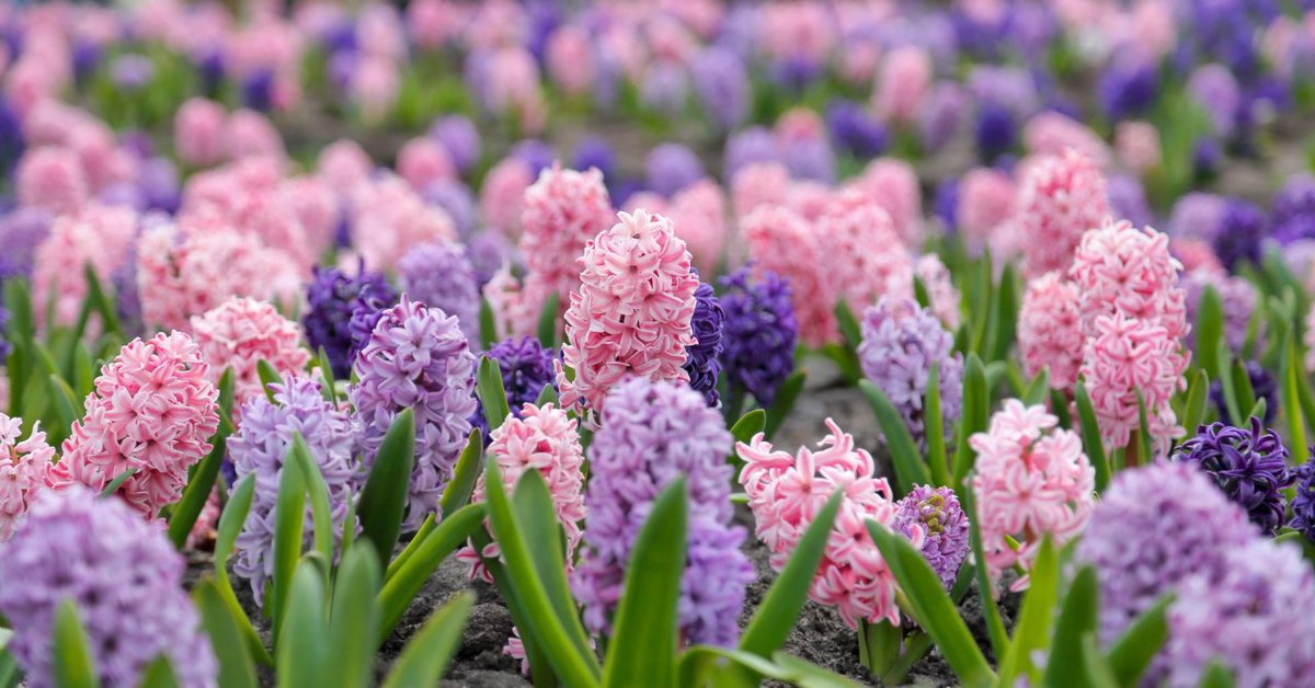 Temetrius tweet media