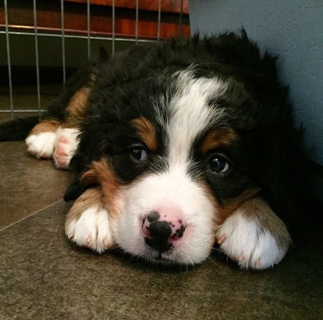 Renee🦴🐶 tweet media