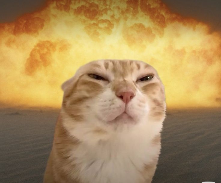 SleeplessDev tweet media