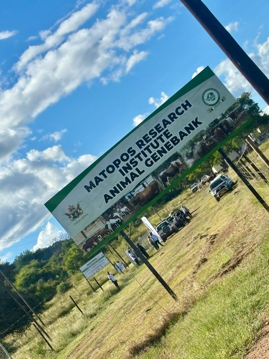 ZITF1's tweet image. A look inside the Livestock Conference at the Matopo Research Institute.

Hands-on learning in action from genetics &amp;amp; breed improvement to live Artificial Insemination demos.

#livestockconference2026 #livestockconference #economicdevelopment