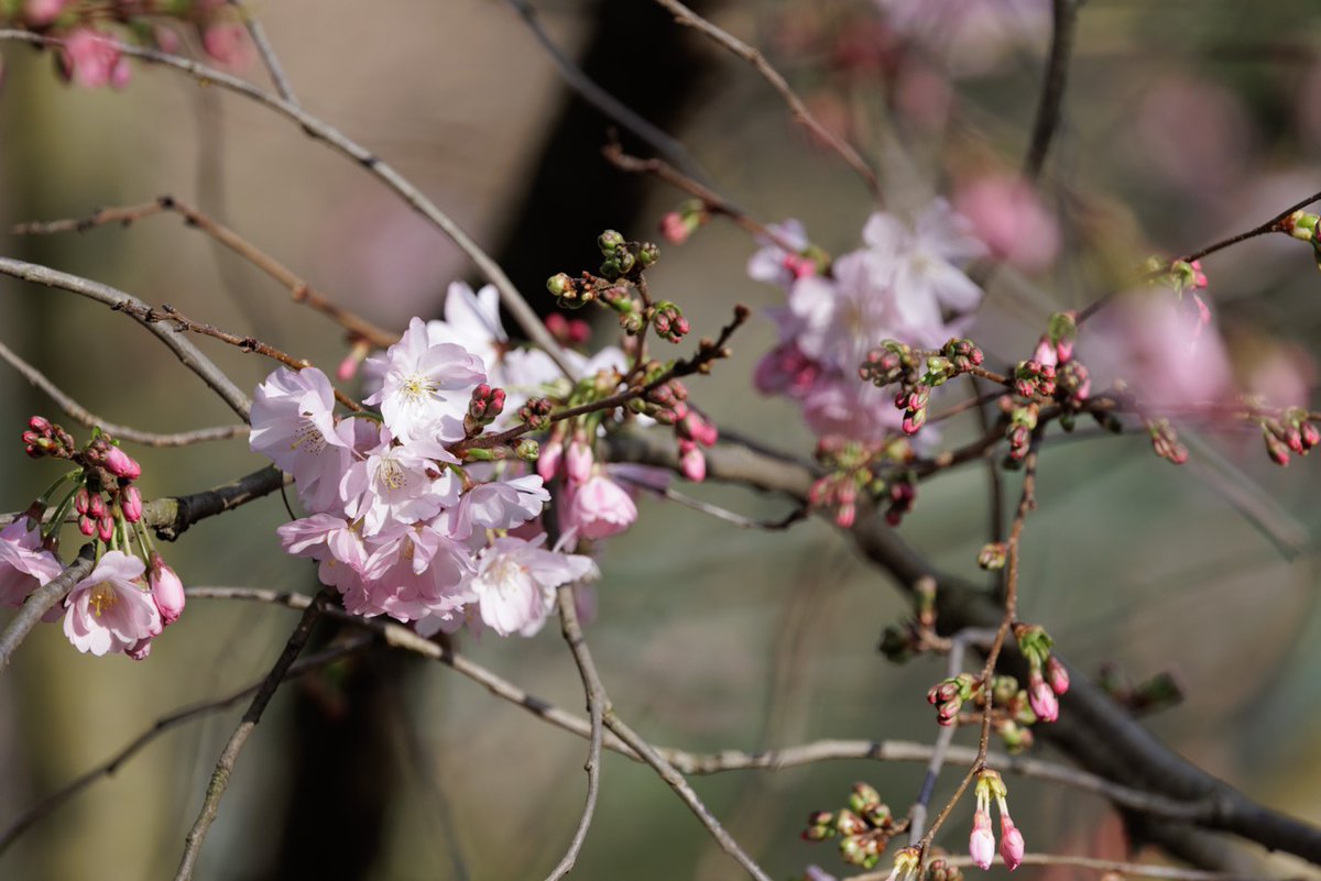 Jardin du Luxembourg tweet media