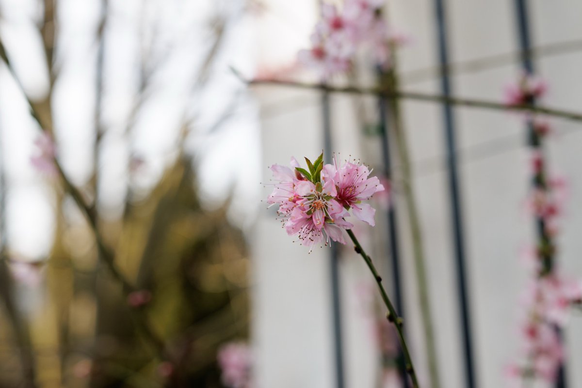Jardin du Luxembourg tweet media