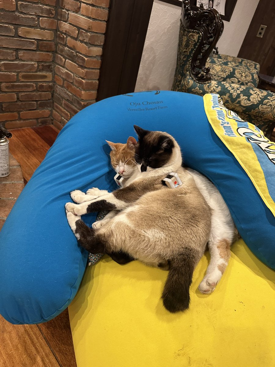 Yogiboヴェルサイユリゾートファーム tweet media