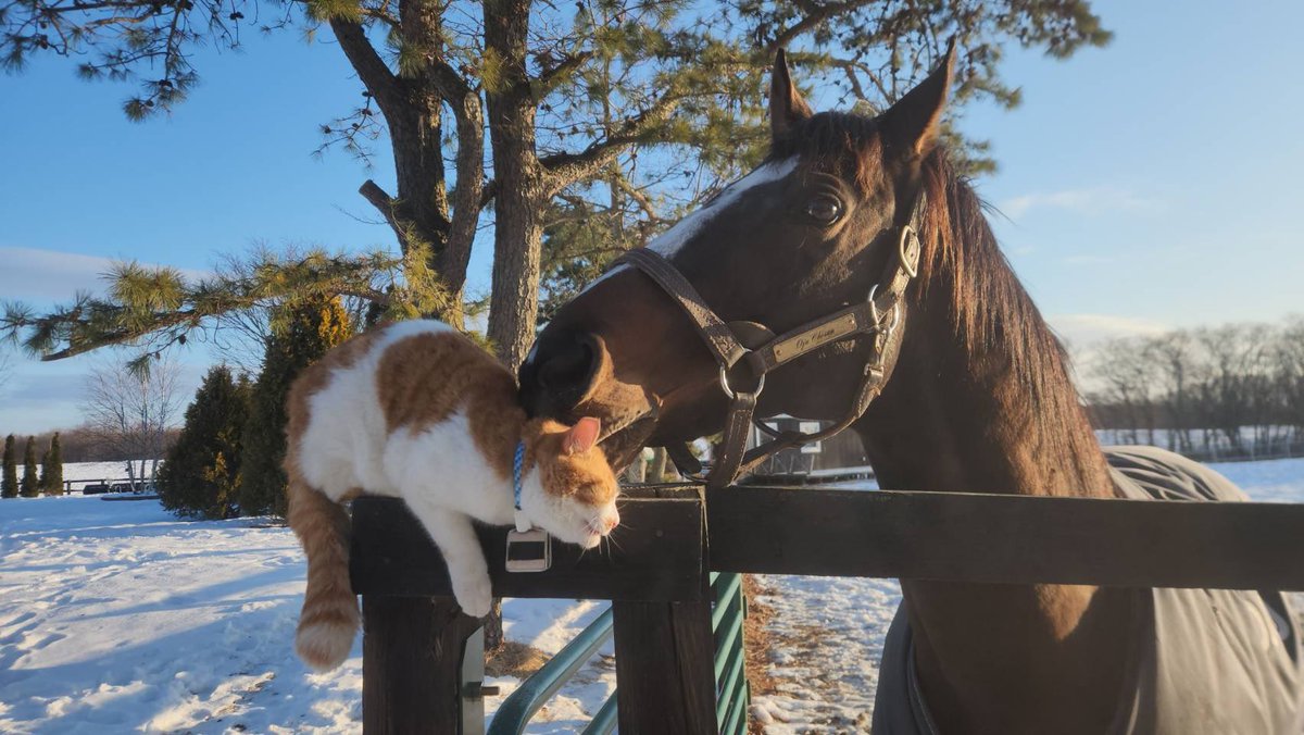 Yogiboヴェルサイユリゾートファーム tweet media