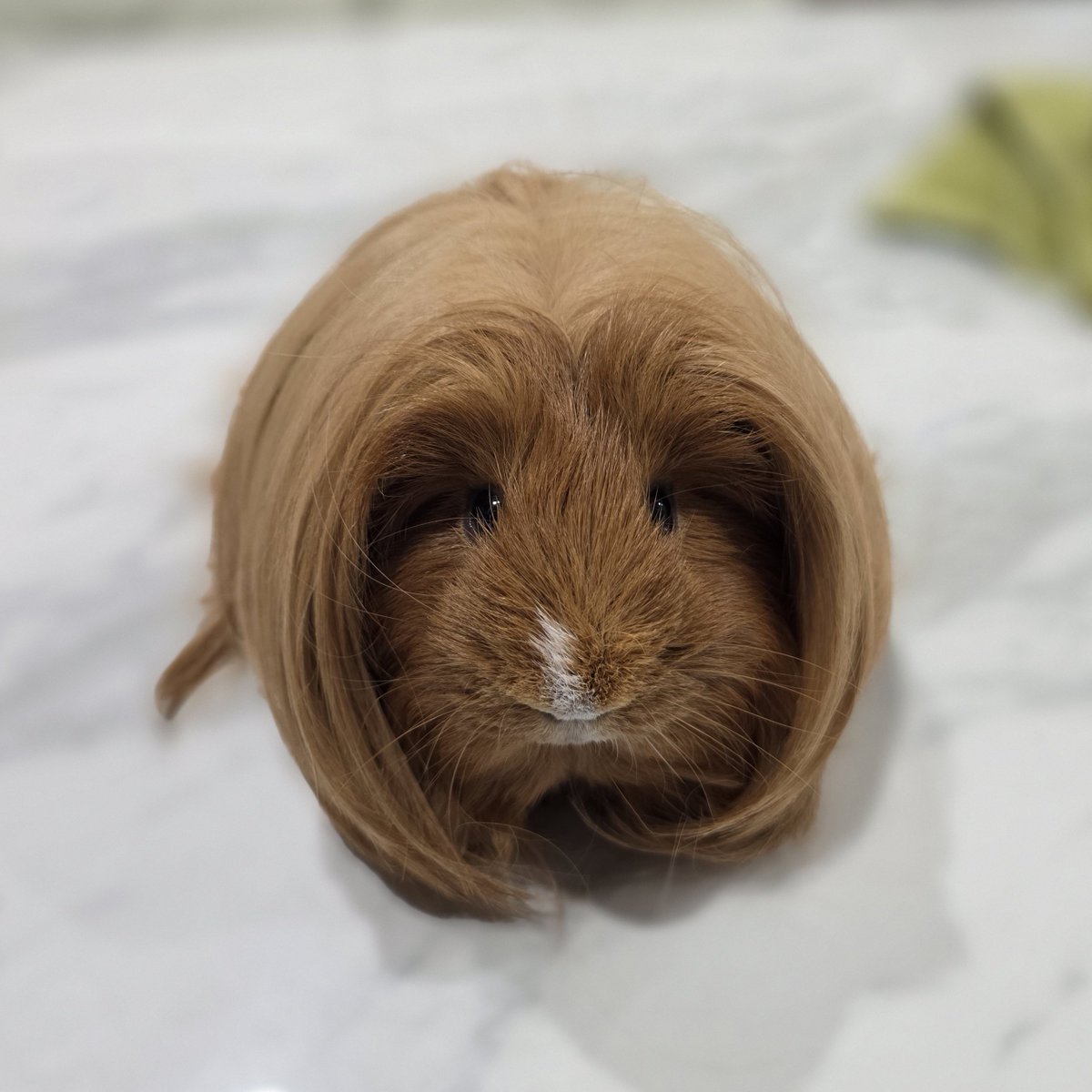 はるこっこ🐾ディカプリオとなかまたち tweet media