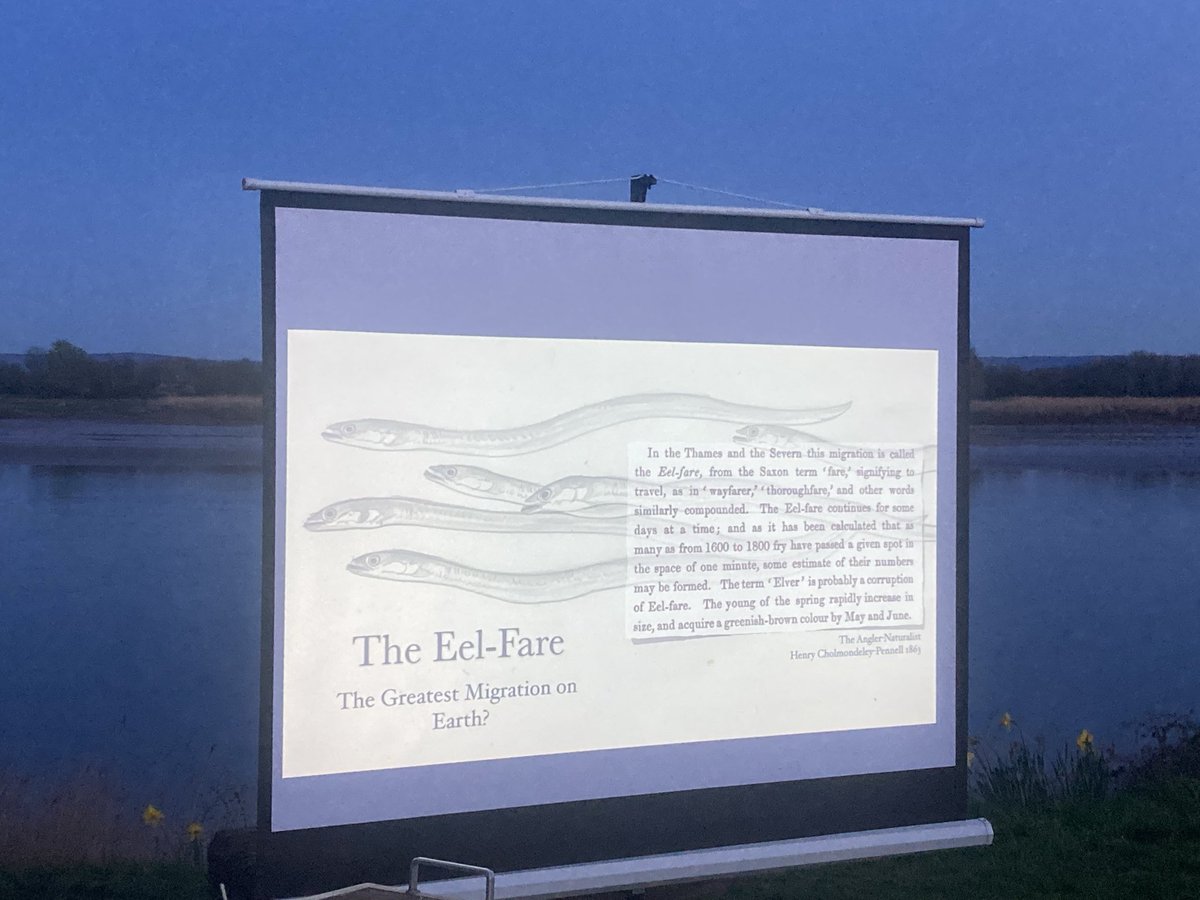 Severn Piscator tweet media