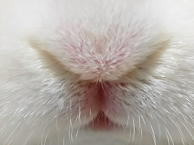 一般社団法人うさぎの環境エンリッチメント協会 tweet media