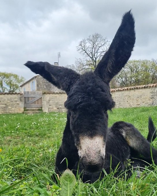 Image de l'actu de Département de la Charente-Maritime