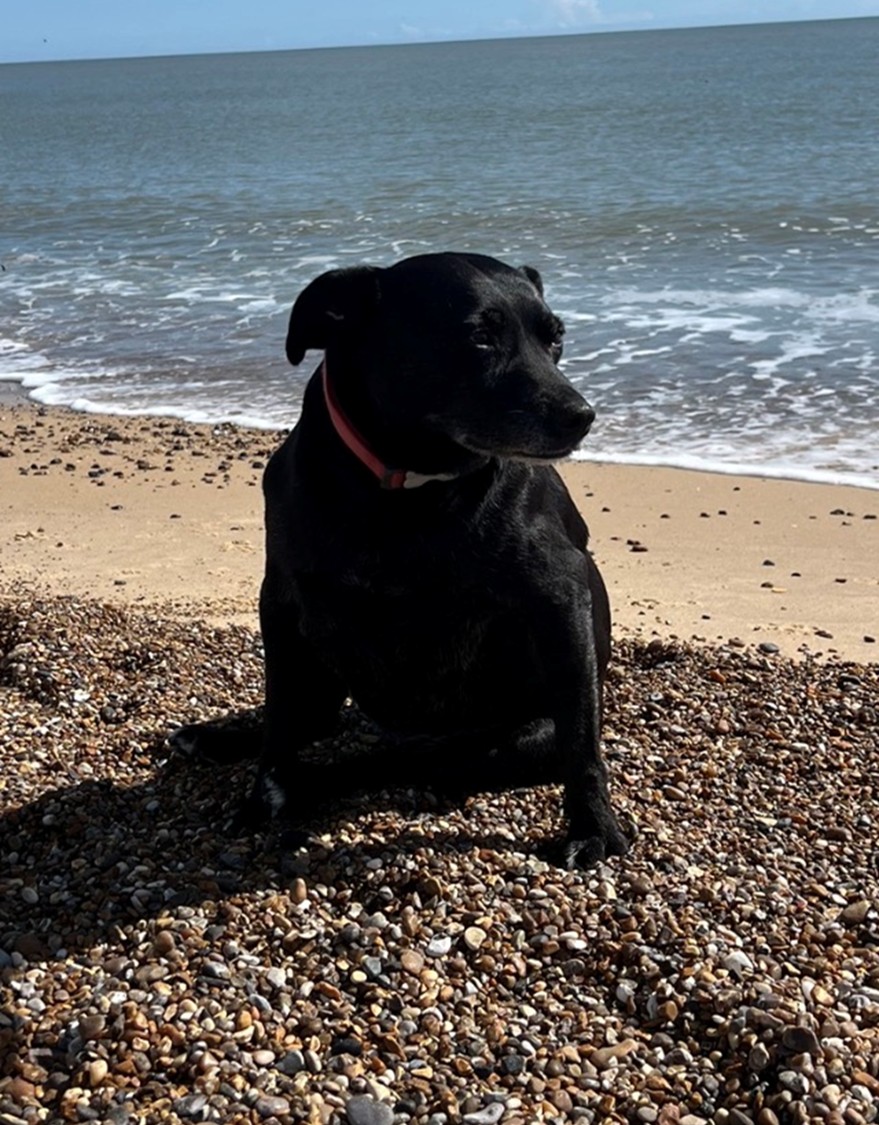 RoyalVetCollege's tweet image. 🐕Meet Bo – our #FeelGoodFriday patient.
🦴This 12 yo Staffordshire Bull Terrier diagnosed and treated her for septic arthritis in her elbow by RVC's Orthopaedic Referrals team. Her owner said:
💬‘The care Bo received was excellent and now she is back to her old self’