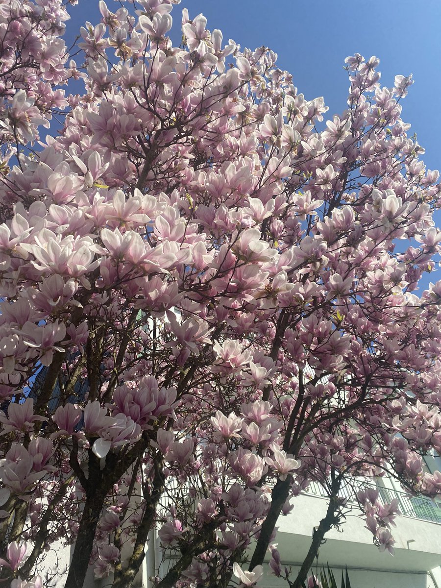 smile_alias's tweet photo. Joli printemps 📸☀️🌸🌼🌺🌻🌹 https://t.co/soMj342mrB