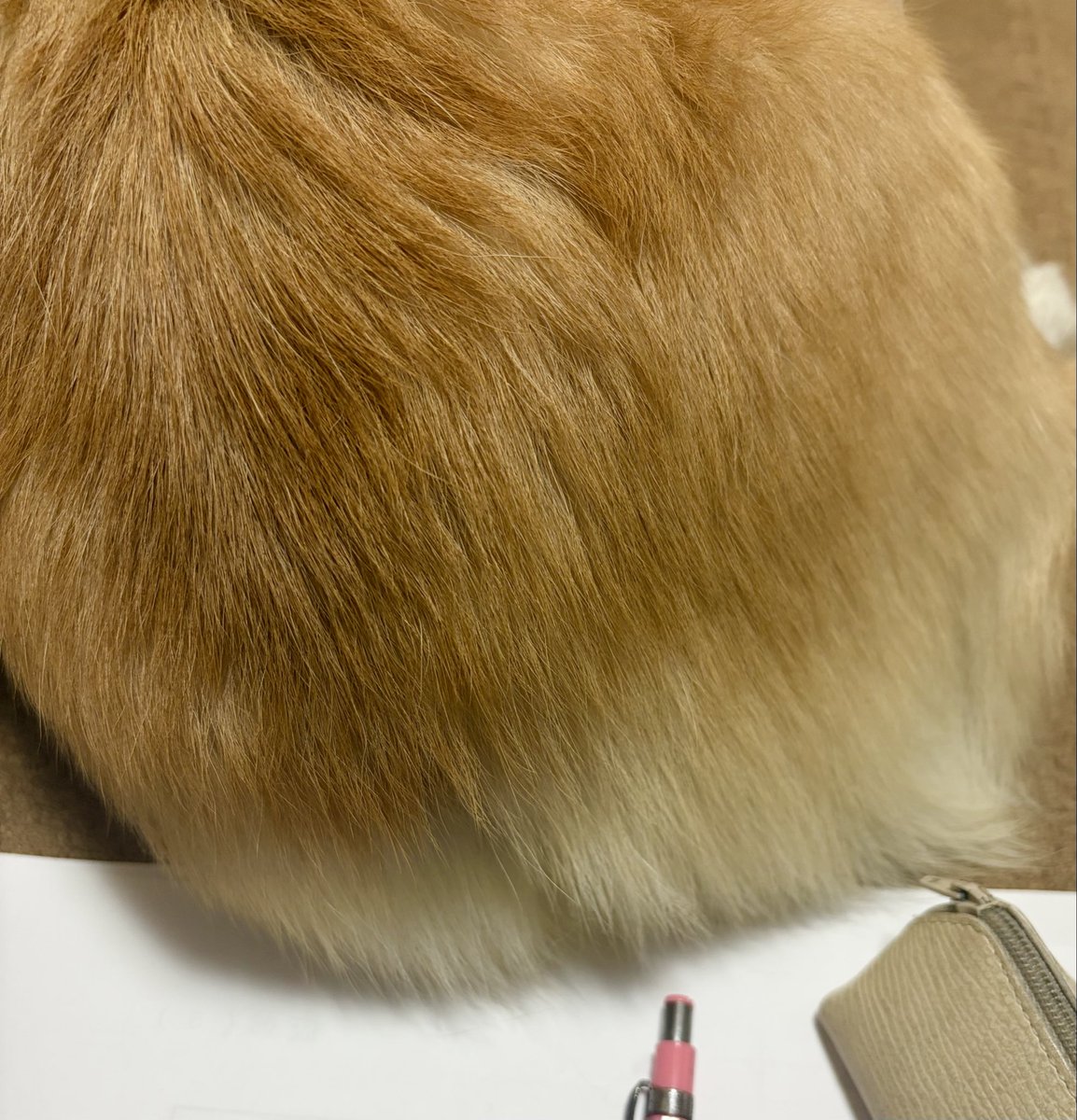 西田理英 tweet media