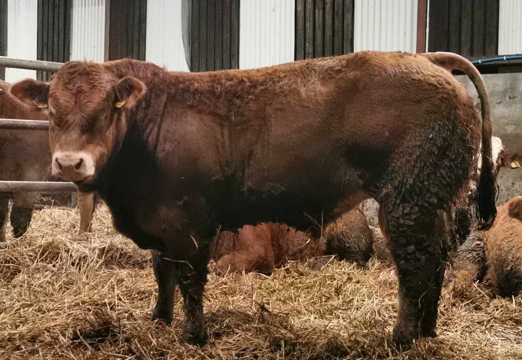 Progressive Genetics tweet media