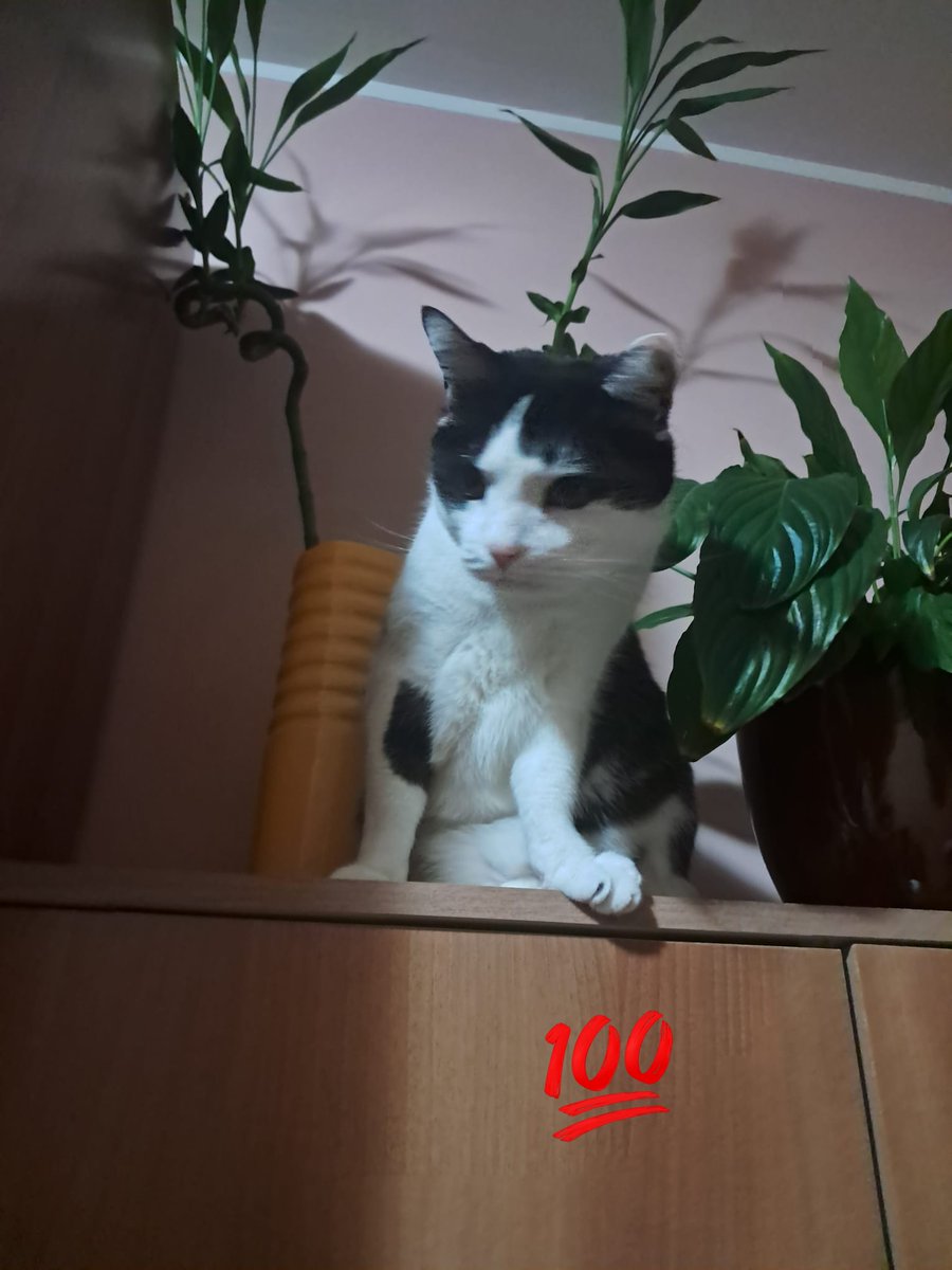 eb730ft's tweet photo. My Cats LEO❤️❤️❤️ https://t.co/Zyo9wJAEs4