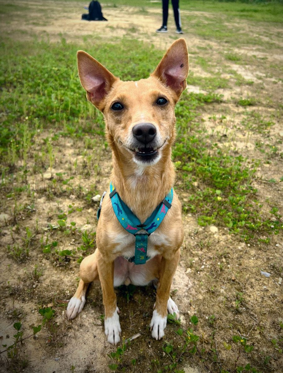 SOS Abuelos tweet media