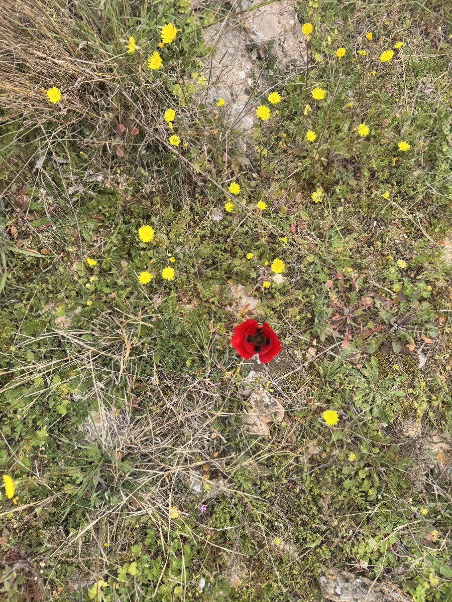 Humanities | Kew House School tweet media