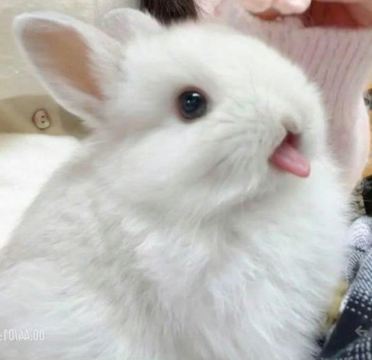 thepopularanimals tweet media