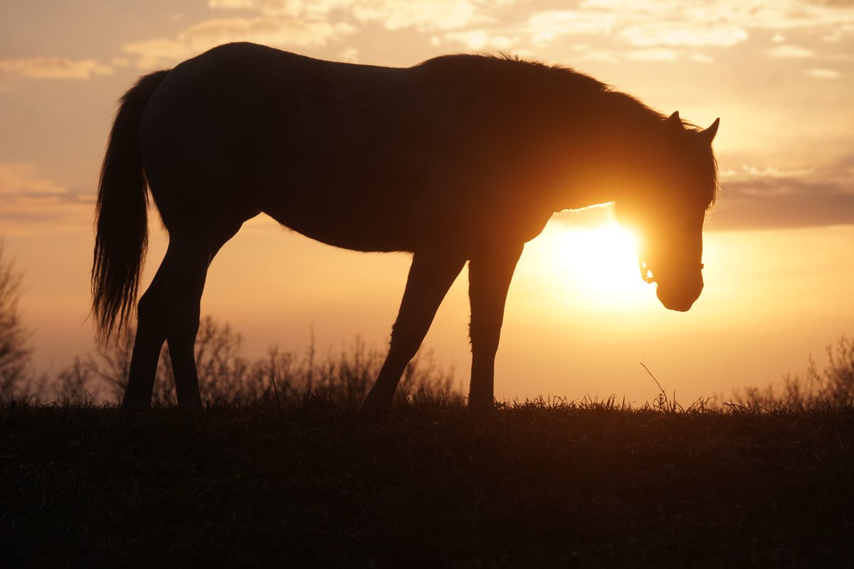 馬きち tweet media