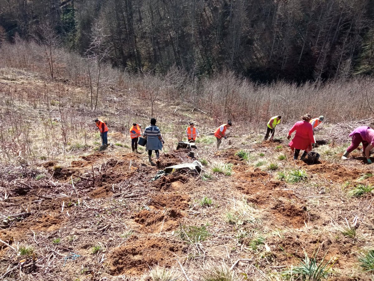 RNP_Romsilva's tweet image. 🌱📸 Colegii de la Ocolul Silvic Coșava din cadrul Direcției Silvice Timiș au dat startul campaniei de împăduriri de primăvară.

🆕 Vă prezentăm imagini de la o lucrare de împădurire în completarea regenerării naturale, în parcela 101C

#romania #România #forestry #Romsilva
