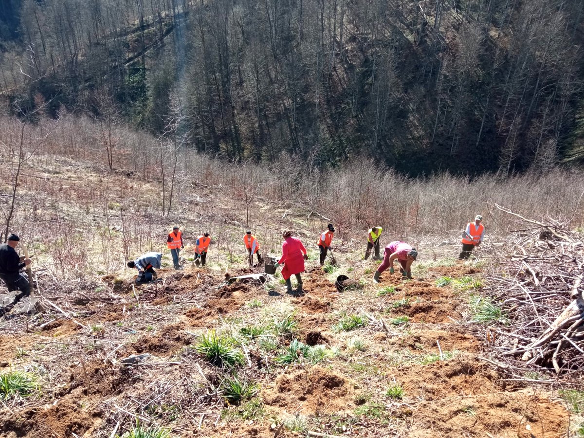 RNP_Romsilva's tweet image. 🌱📸 Colegii de la Ocolul Silvic Coșava din cadrul Direcției Silvice Timiș au dat startul campaniei de împăduriri de primăvară.

🆕 Vă prezentăm imagini de la o lucrare de împădurire în completarea regenerării naturale, în parcela 101C

#romania #România #forestry #Romsilva