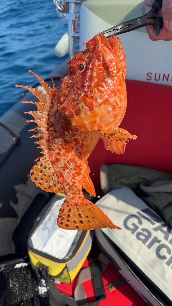 Lyost Zocian 🎮 tweet media