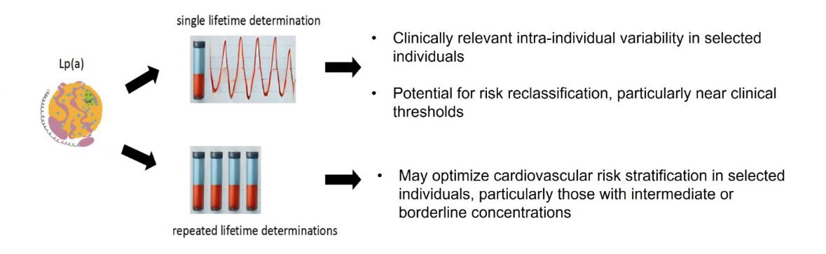 🙌We are pleased to share our latest publication:

👉 Is it time to rethink the single lifetime measurement of Lipoprotein(a)?  

For decades, Lp(a) has been considered a genetically determined and largely stable biomarker—supporting the recommendation of a single lifetime