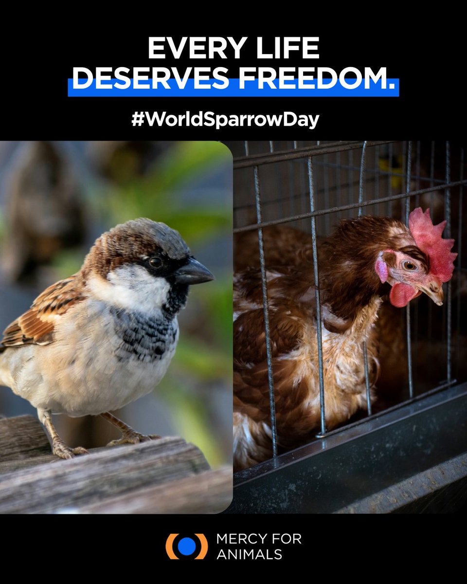 Mercy For Animals India tweet media