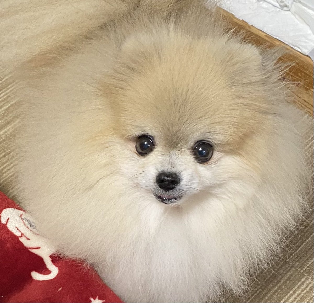 チップ tweet media