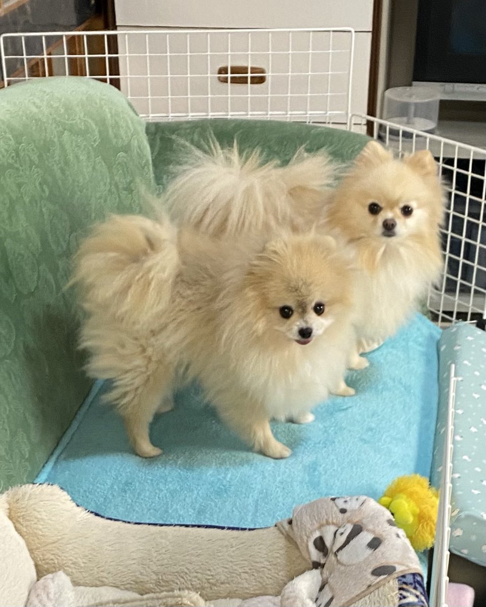 チップ tweet media