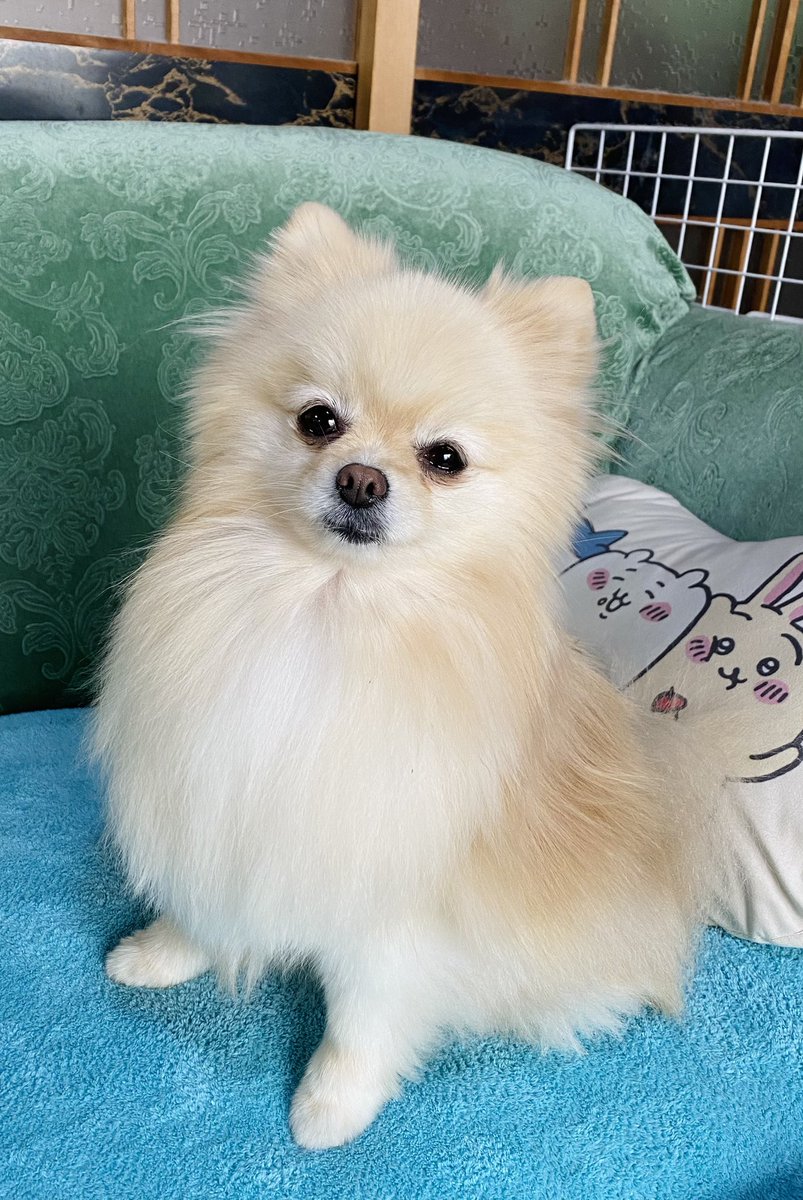 チップ tweet media