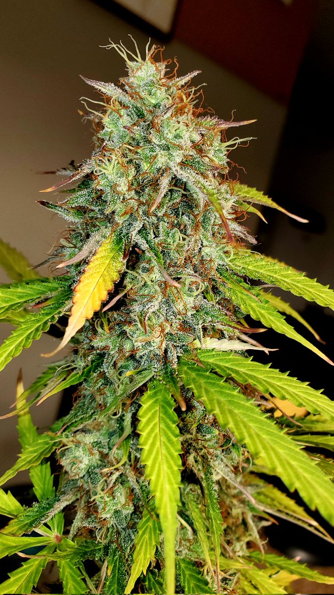 Medical Grower 420 🇺🇸 tweet media