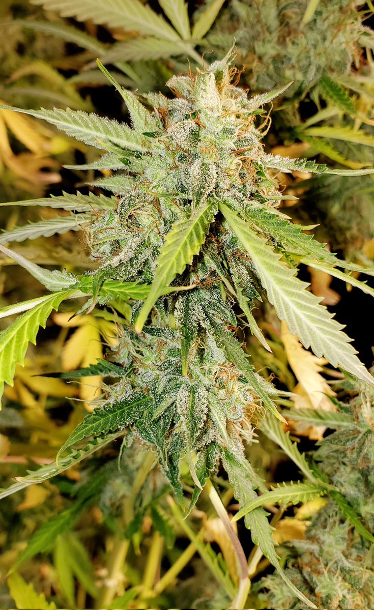 Medical Grower 420 🇺🇸 tweet media