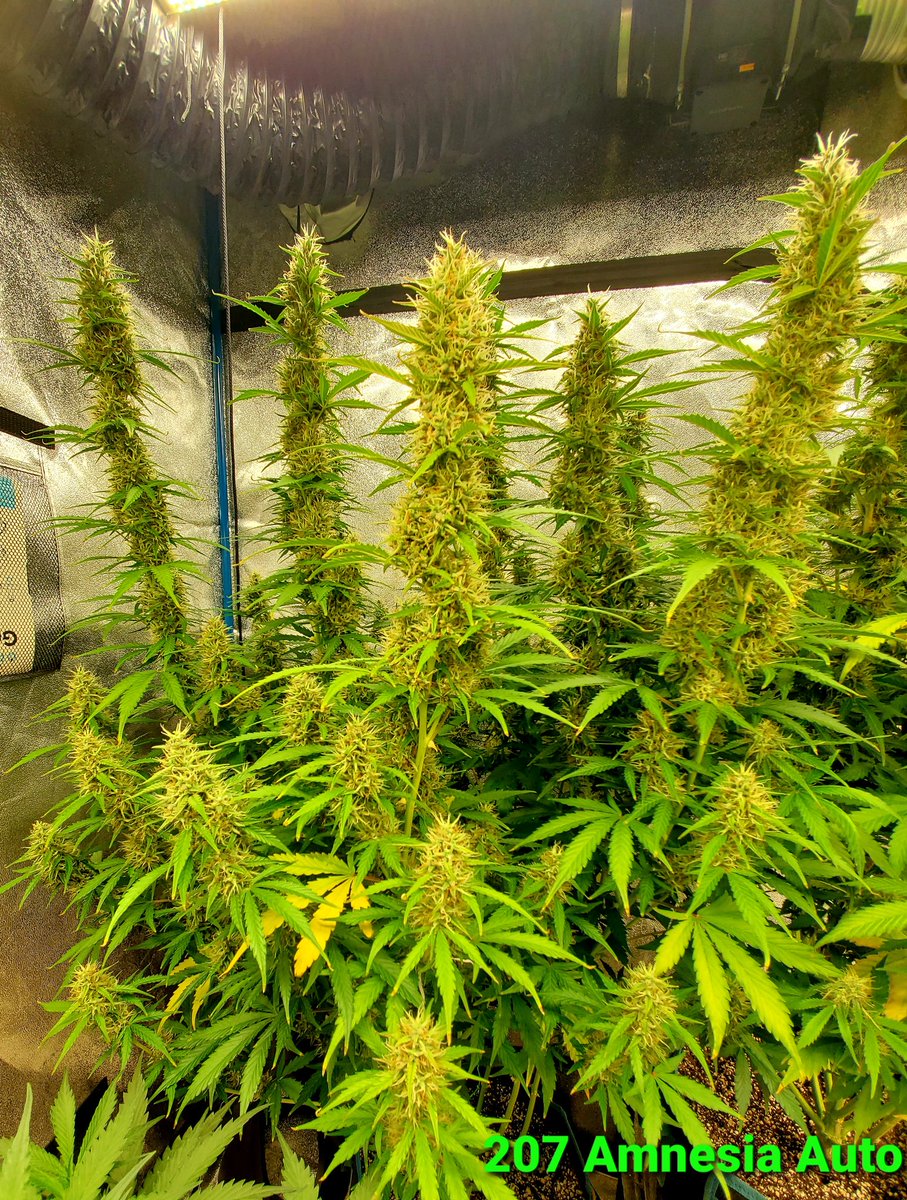 Medical Grower 420 🇺🇸 tweet media