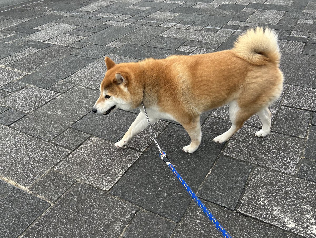 akashiba1's tweet photo. この連休は知人のワンコをお預かり。
人間のペースに合わせて歩く速度を調節してくれる良い子です☺️ https://t.co/sJqSEFi09g