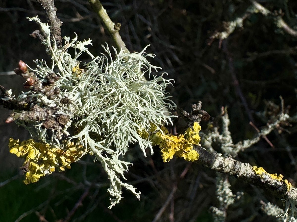 Acton Court, @actoncourt #Tudorhistory, #ActonCourt, #Tudor, #gardens, Spring flowers have started to bloom!