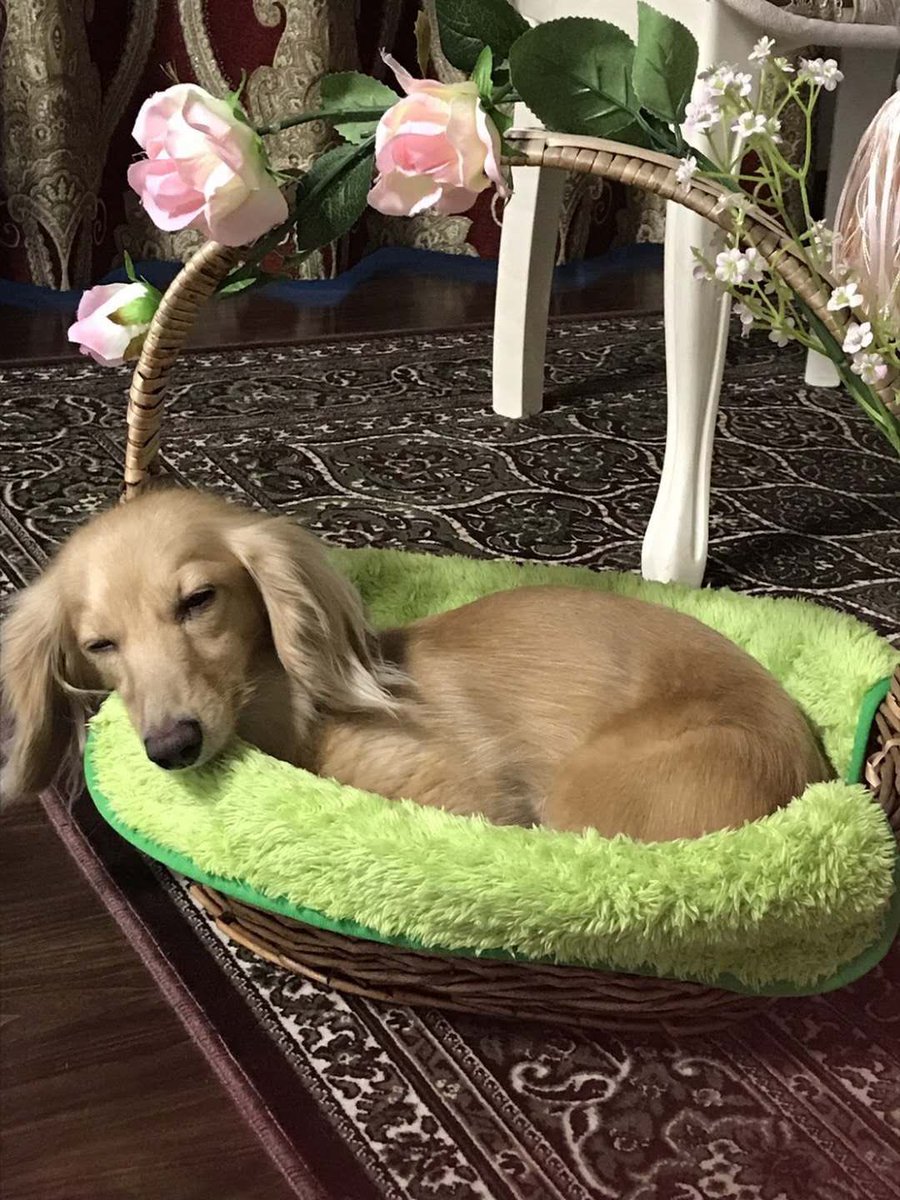 我が名はややｨｸ。 tweet media