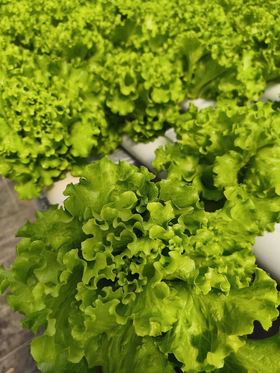 Bakul Selada tweet media