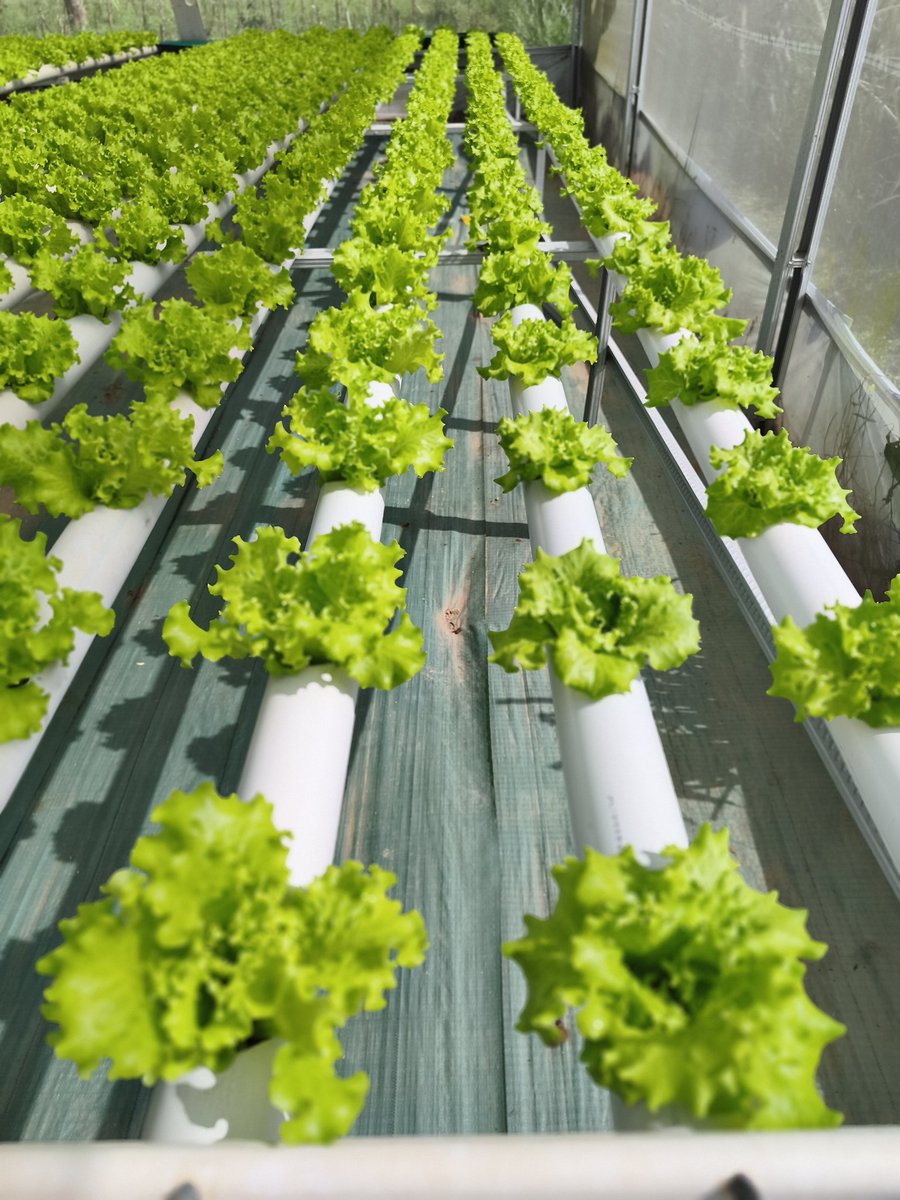 Bakul Selada tweet media