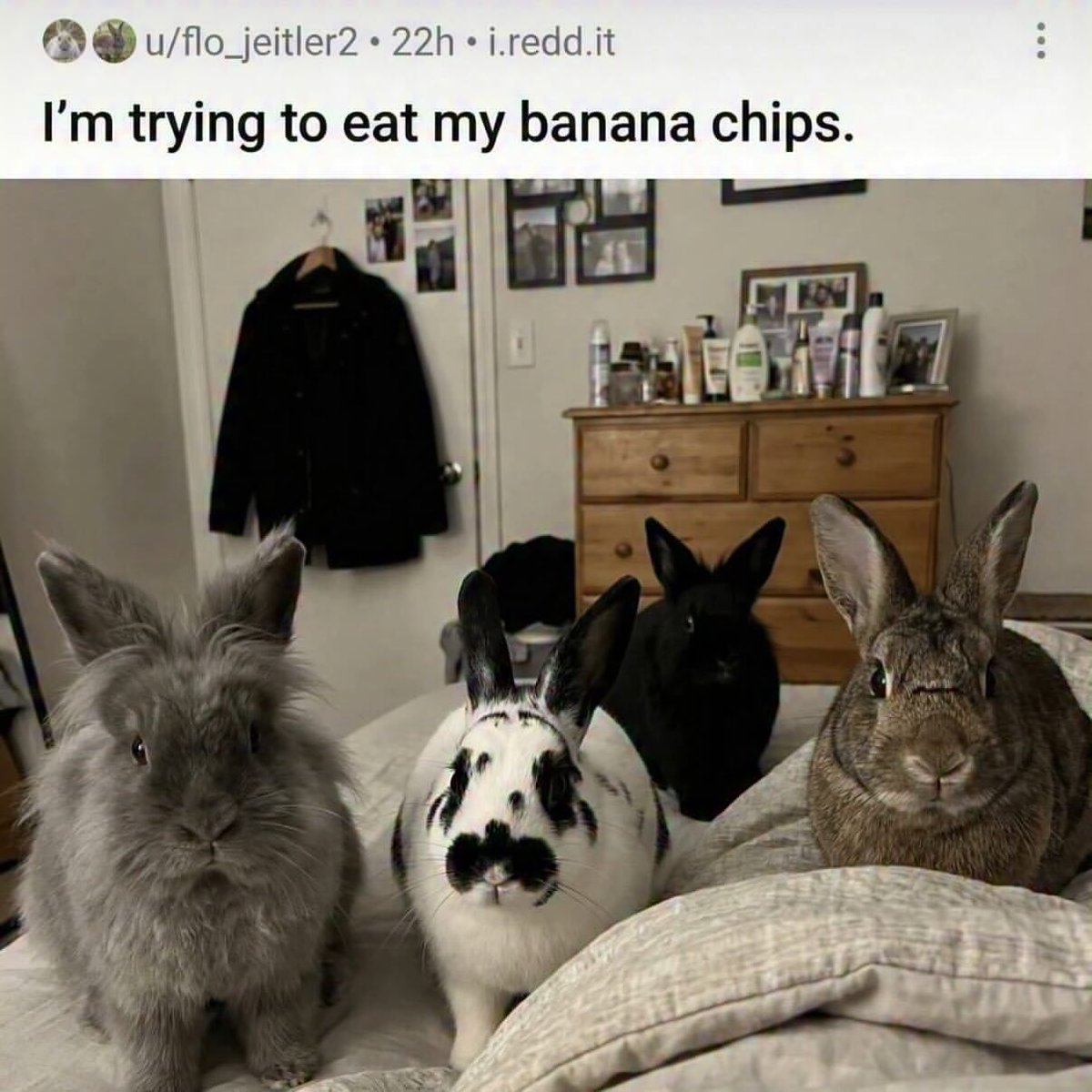 Braindead Bird App tweet media