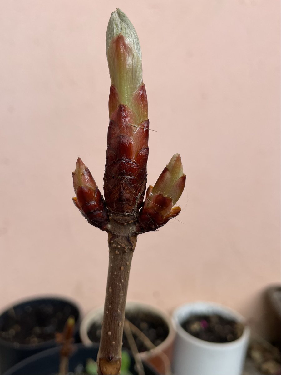 Tycjan Chmiel tweet media