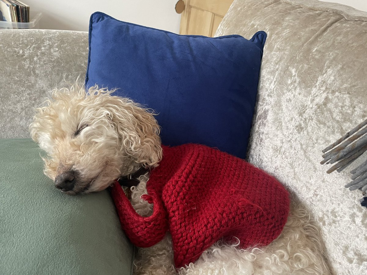 ErinGreenAuthor's tweet image. A writing day for me, while my assistant sleeps on the job! 🐾💤 #BestLife