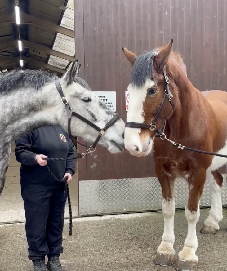 Police Mutual tweet media