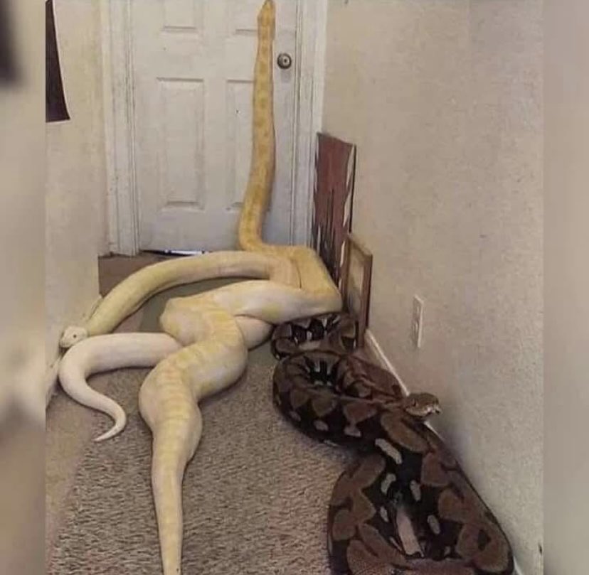 Itsqueen👸 tweet media