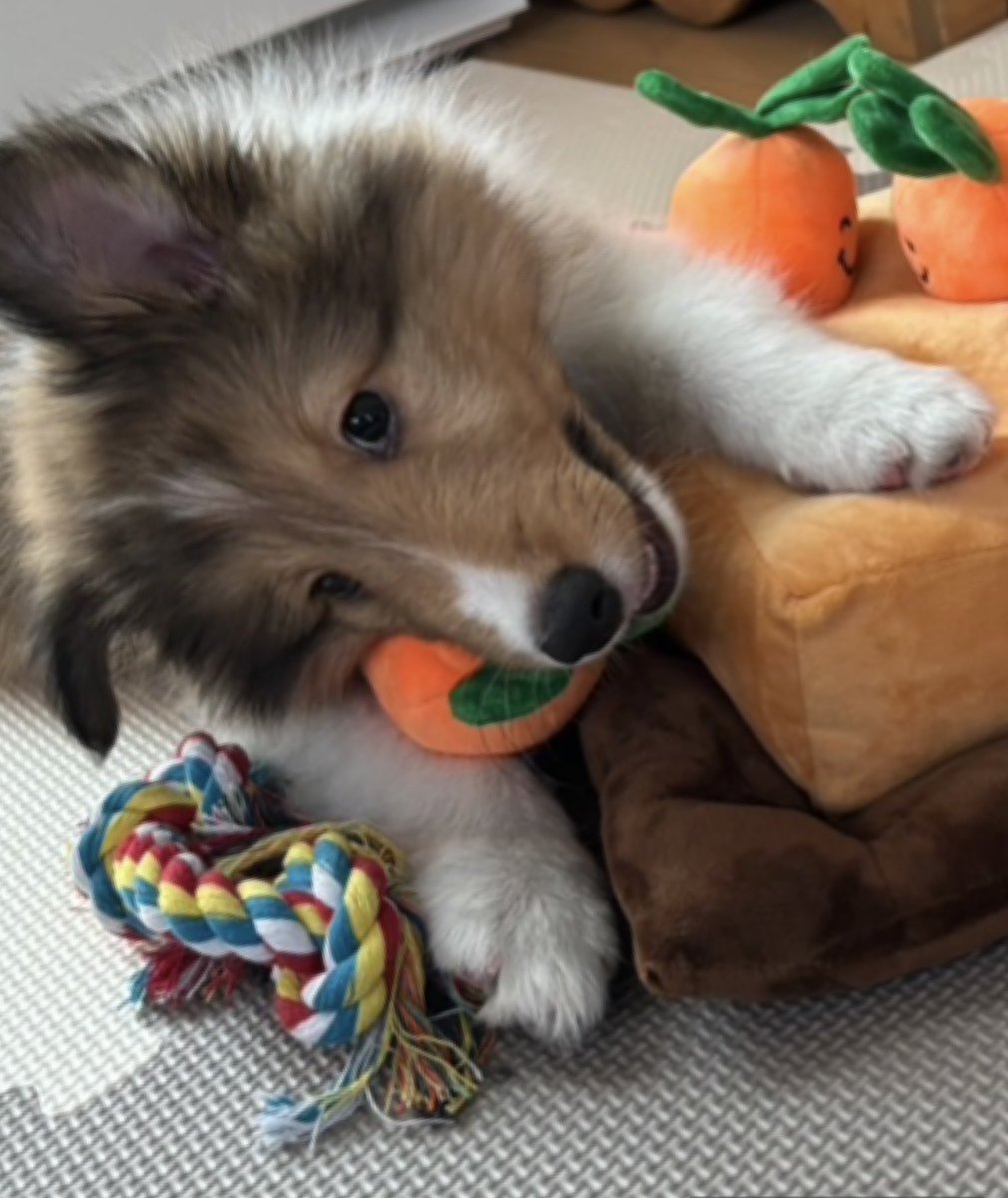 apple pie tweet media