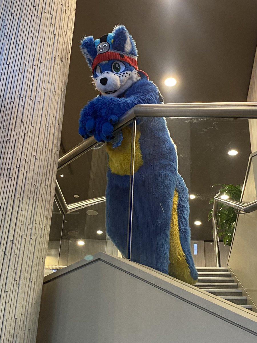 Locomotion The Shy Wolf | 🔜 FurDU 26 tweet media