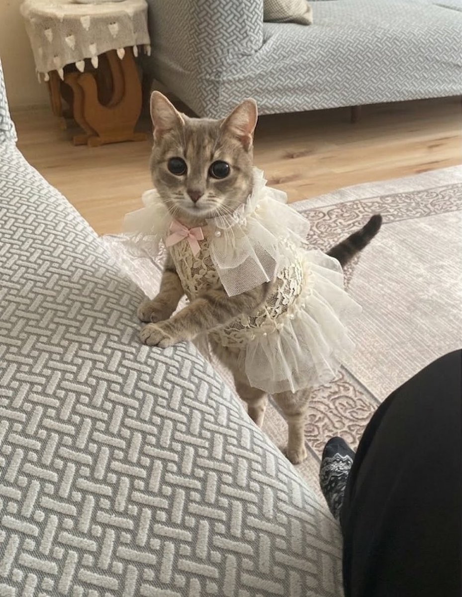 Boşuna Tıklama tweet media