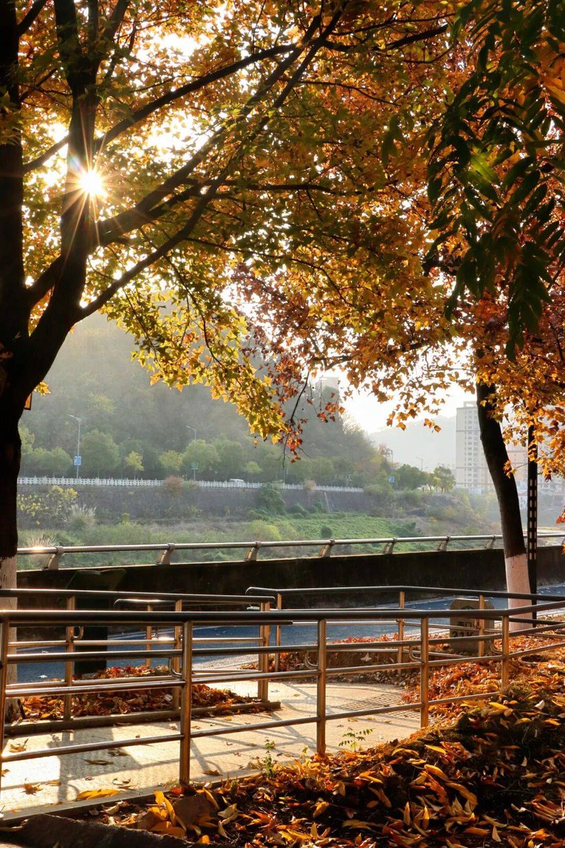 Ликуся tweet media